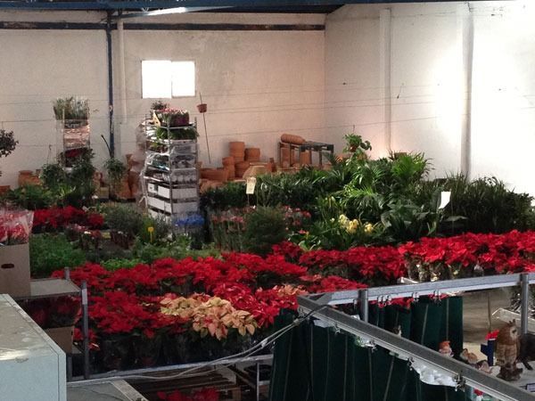 Un almacén lleno de muchas plantas y flores.