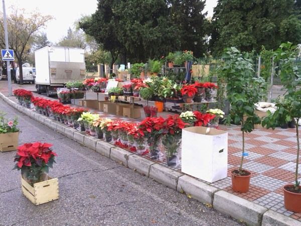 Un montón de plantas en macetas están al costado de la carretera.