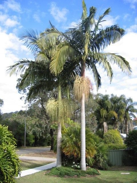 Una palmera en un patio con un cielo azul de fondo.