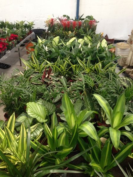 Un montón de plantas están sobre una mesa.