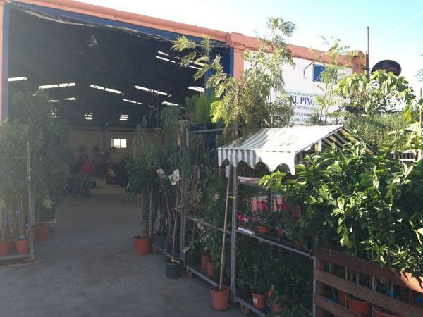 Un almacén lleno de muchas plantas en macetas.