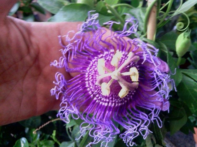 Una persona sostiene una flor morada en su mano.