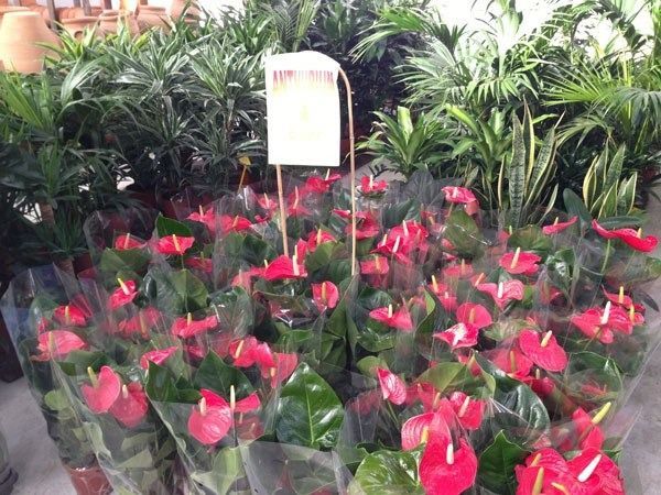 Un ramo de flores rojas con un cartel que dice 'anthurium'.