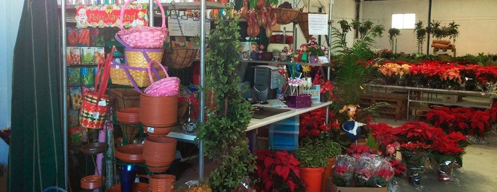Una tienda llena de plantas en macetas y cestas.