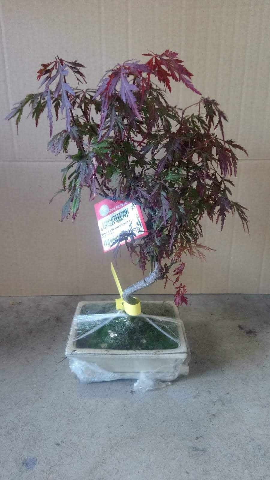 Un pequeño árbol bonsái en una maceta está sentado sobre una mesa.