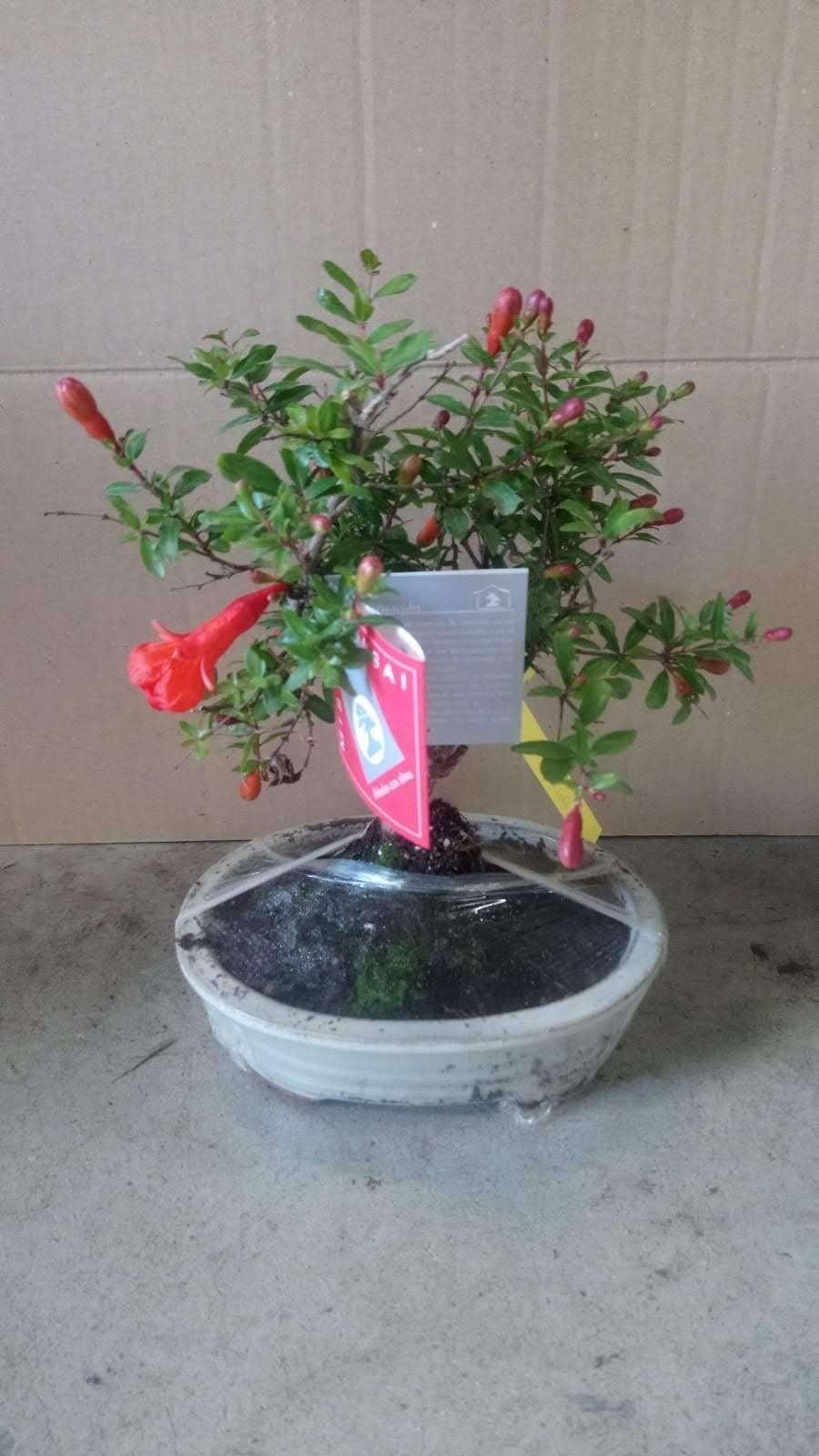 Un pequeño árbol bonsái con flores rojas en una maceta blanca.