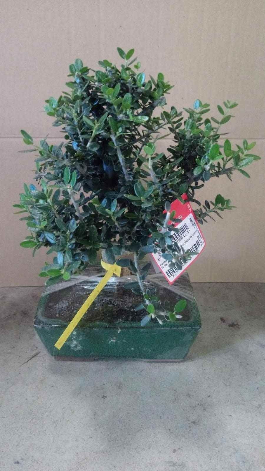 Un pequeño árbol bonsái en una maceta de vidrio con una etiqueta adherida.