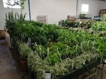 Un montón de plantas en macetas están sobre una mesa en un almacén.
