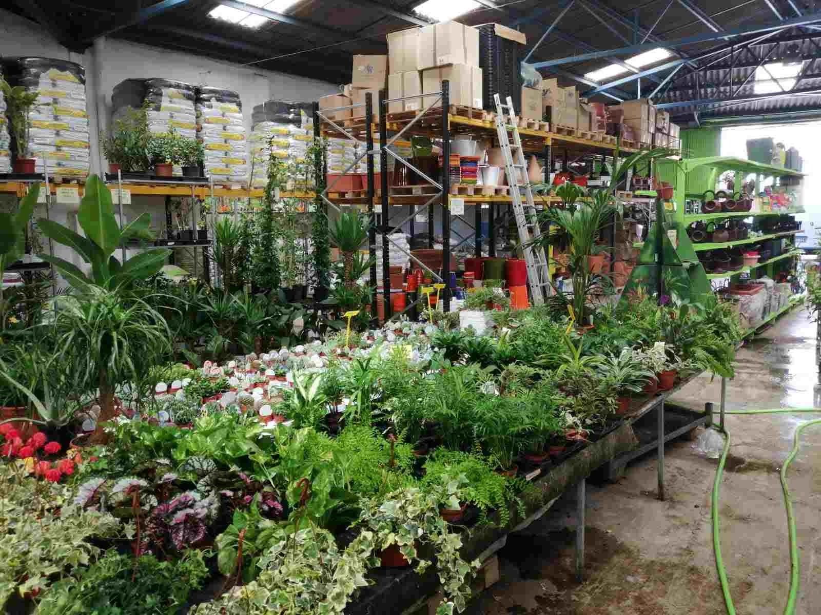Un almacén lleno de muchas plantas en macetas y flores.