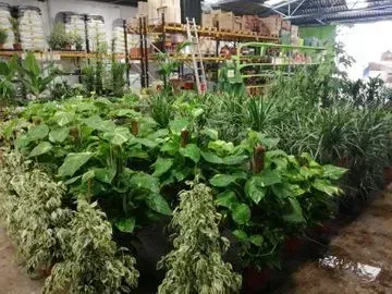 Un almacén lleno de muchas plantas en macetas.