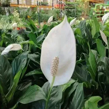Una flor blanca está rodeada de hojas verdes en un jardín.