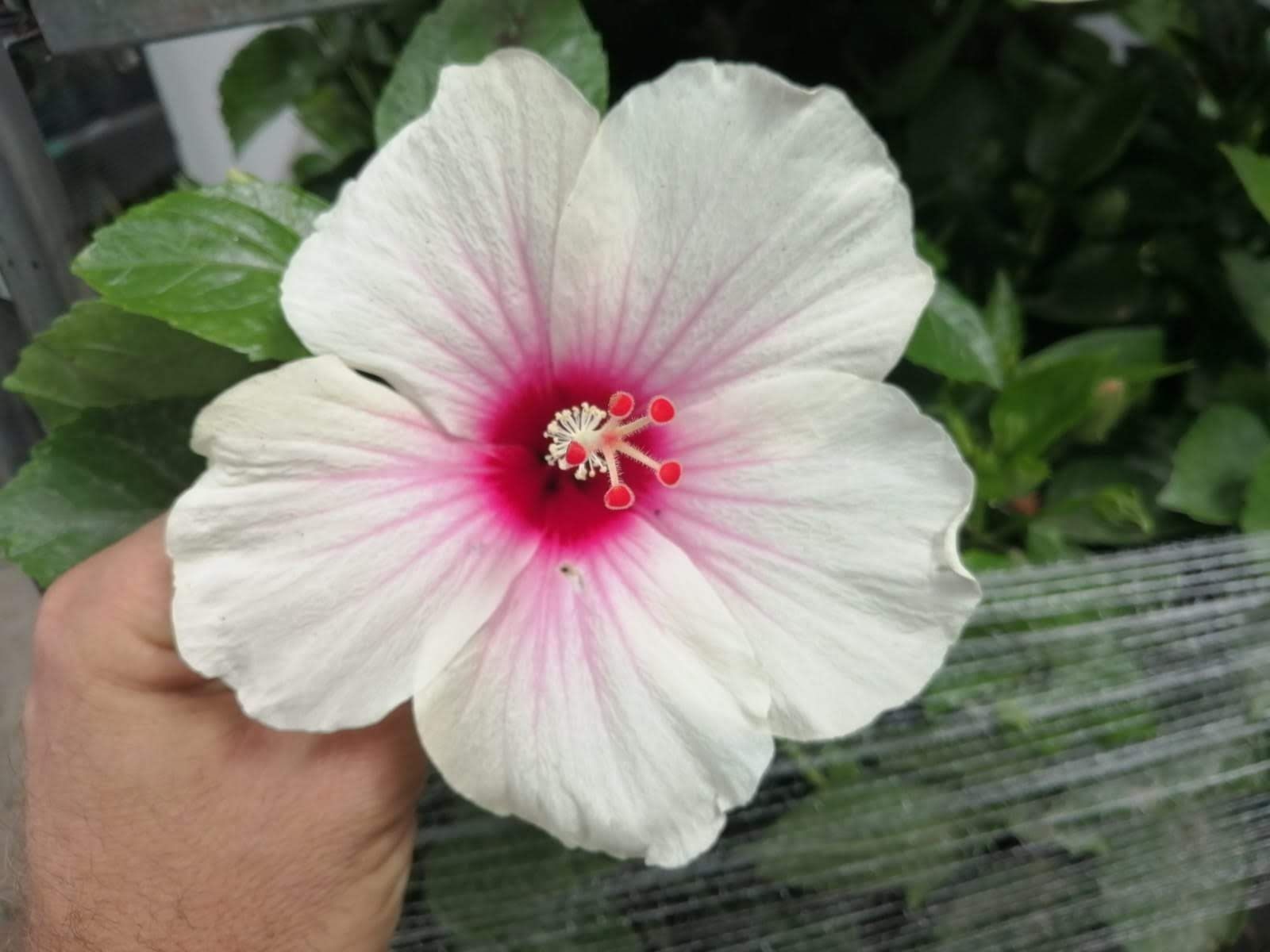 Una persona sostiene una flor blanca con un centro rosa.