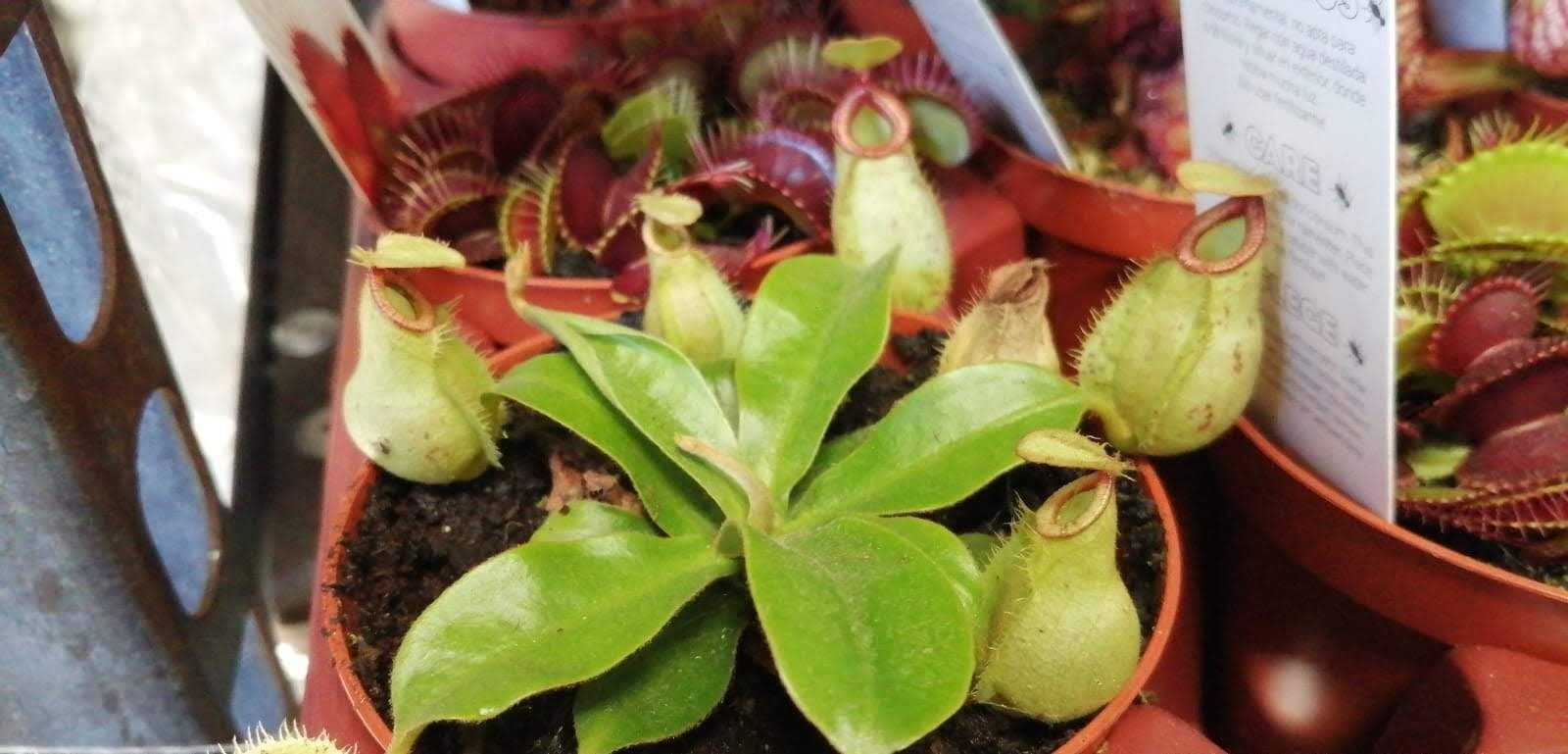 Un grupo de plantas carnívoras están sentadas sobre una mesa.