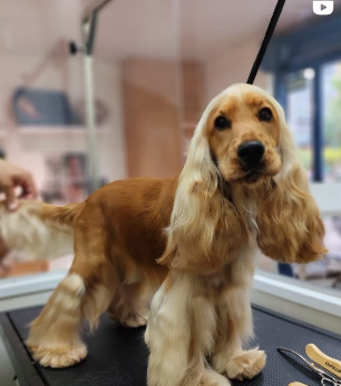 Cocker Spaniel dorado, acicalado, de pie sobre una mesa. Pelaje crema y marrón, orejas largas, mirada seria