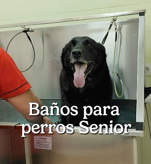 Perro senior negro en baño con el texto 