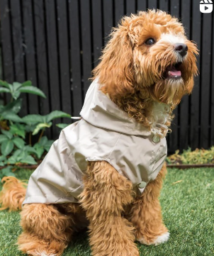 Perro de pelo castaño y rizado, con un impermeable color canela, sentado sobre césped verde con una valla negra de fondo.