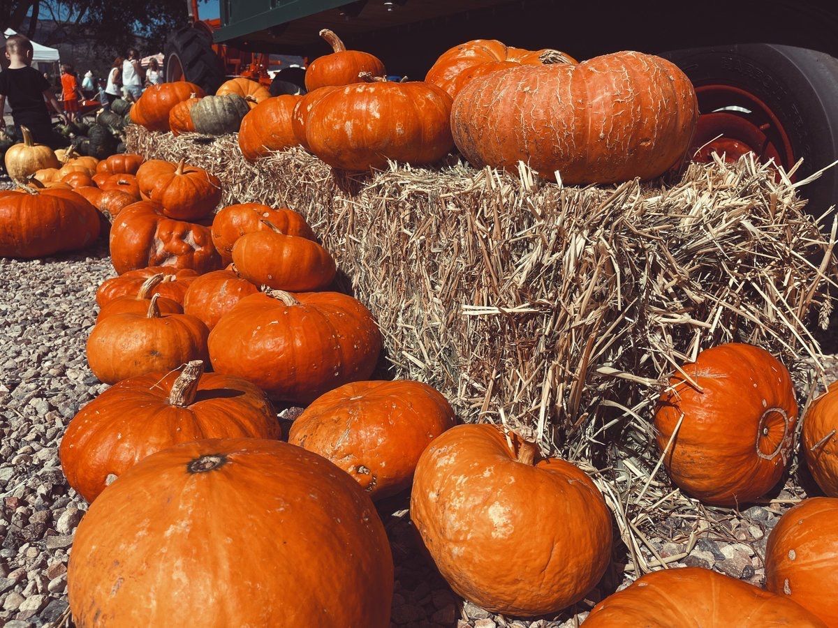 Southern Utah Pumpkin Patch | Red Poppy Farm