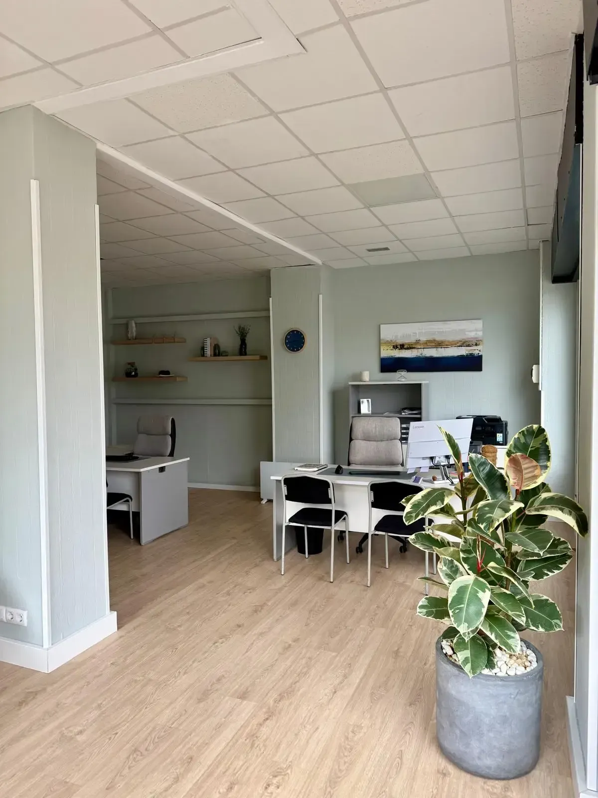 Interior de oficina con escritorios, sillas, estanterías y una maceta grande. Paredes verde pálido y suelos de madera clara.