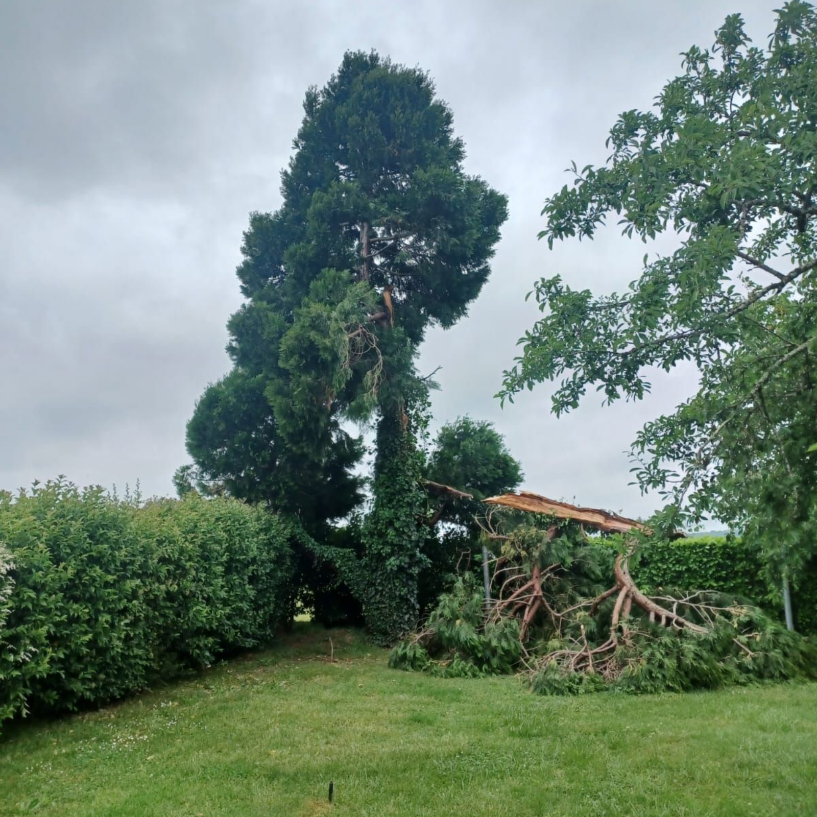 Une branche d'arbre tombée