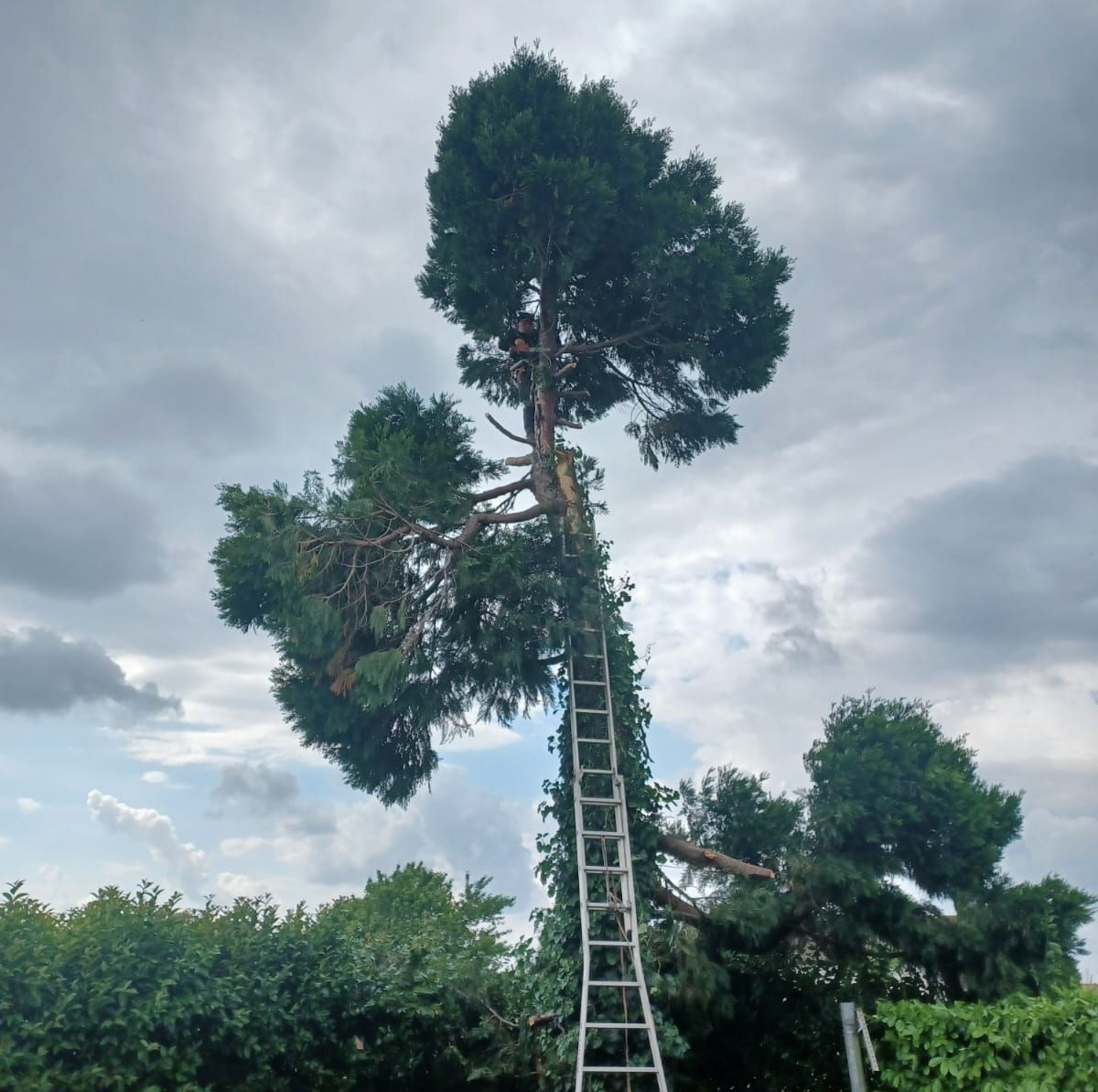 Abattage d'un arbre