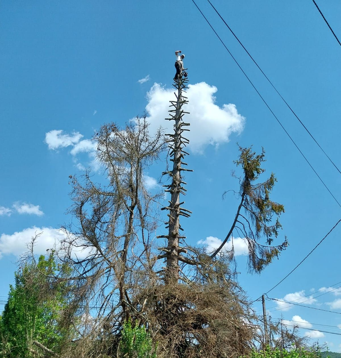 Zoom sur un homme qui réalise un étêtage