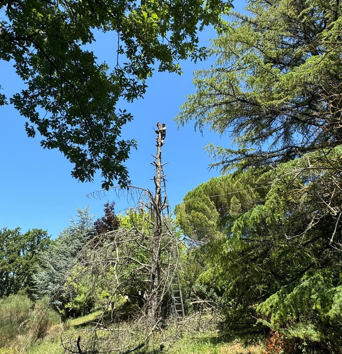 Un élagueur en action sur un arbre.