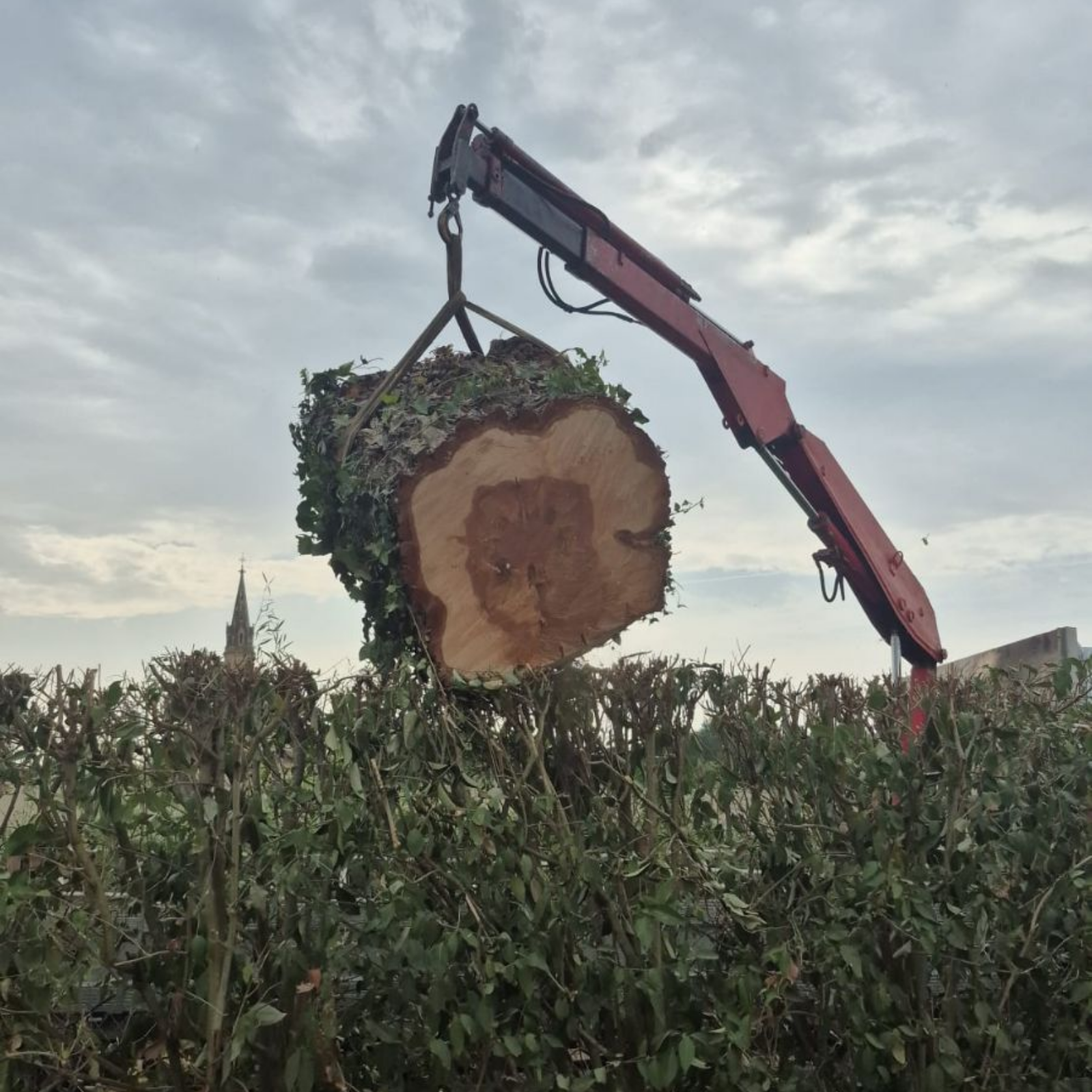 Un engin qui soulère un tron d'arbre
