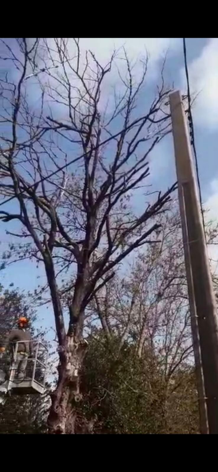 Un arbre nu en cours d'élagage près des lignes électriques, avec une plate-forme élévatrice.
