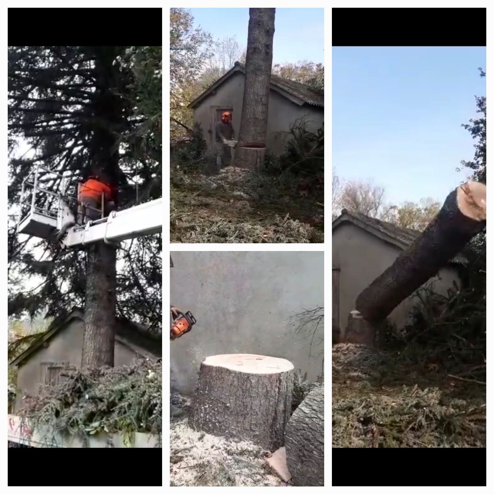 Abattage d'un arbre après intempéries