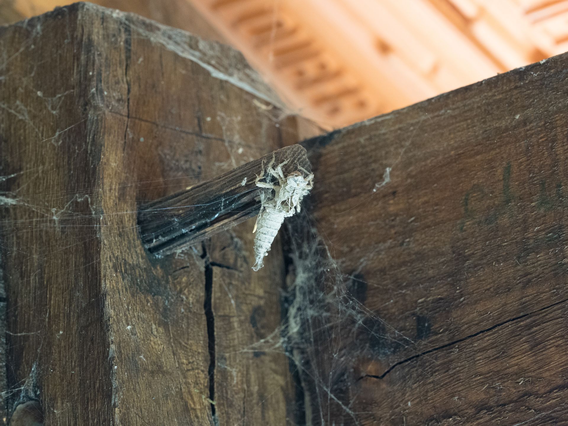 Une araignée sur une poutre en bois sombre, sa toile à proximité