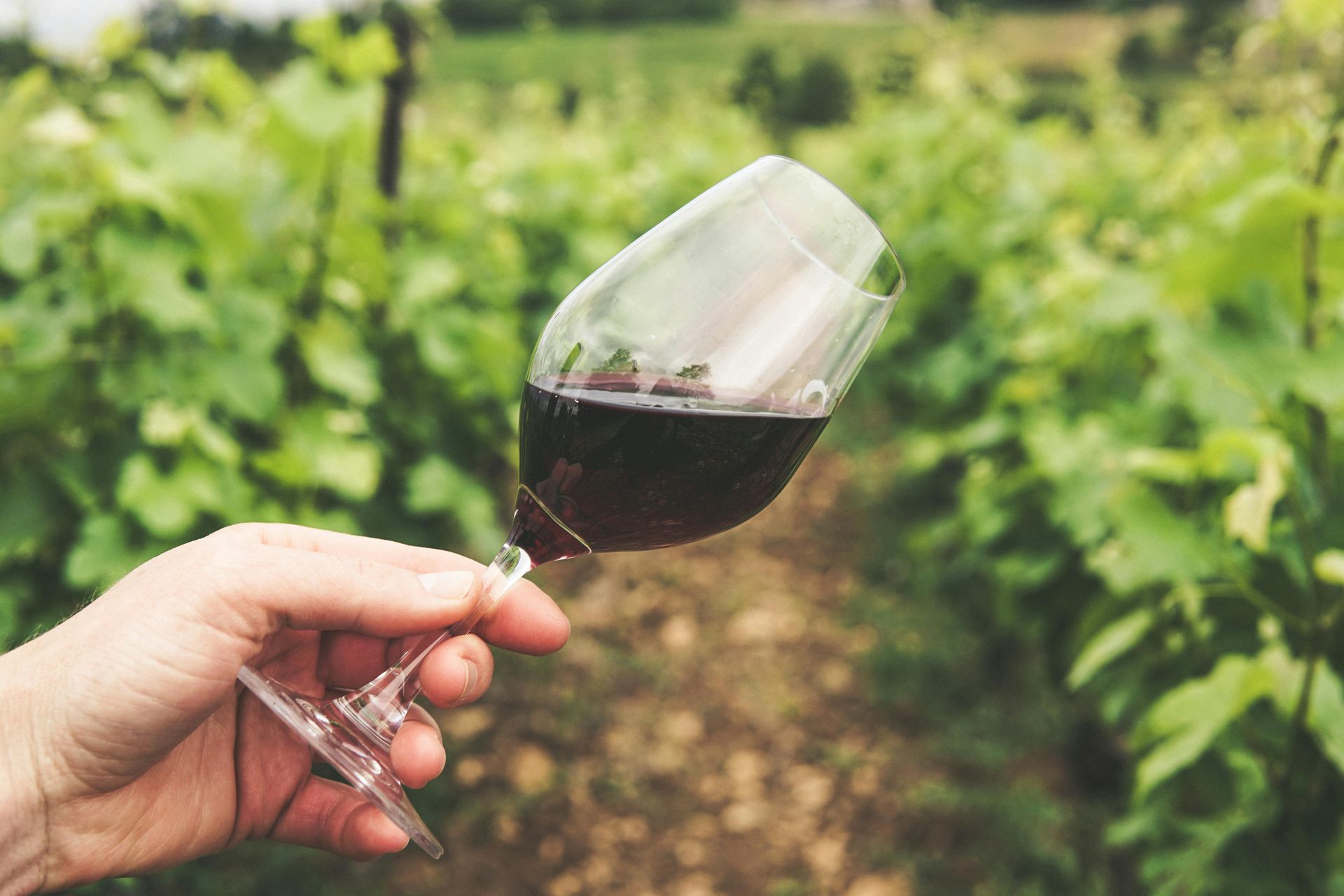 San Diego and Temecula Wineries