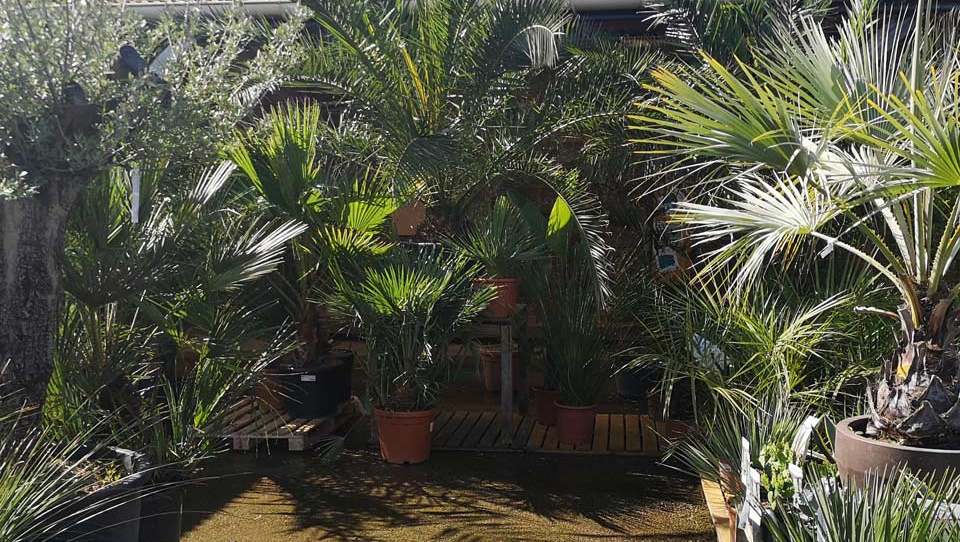 Plantes de type palmier