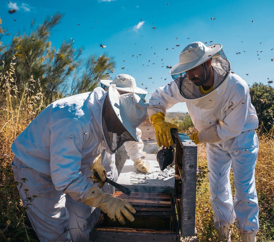 2 apiculteurs au travail entourés d'abeilles