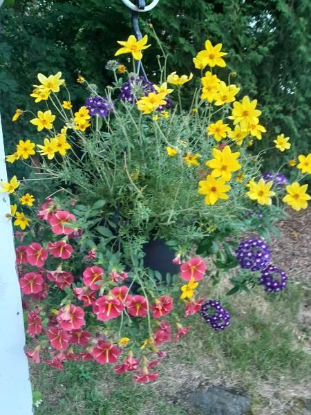 ristimaenkadunkiinteistot