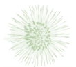 fleur Choucas.png