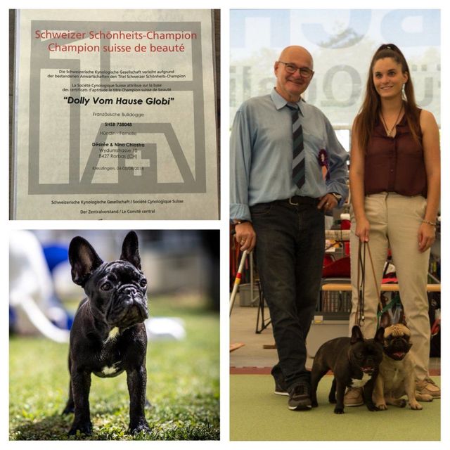 Boxerzucht und Französische Bulldoggenzucht vom Hause Globi 