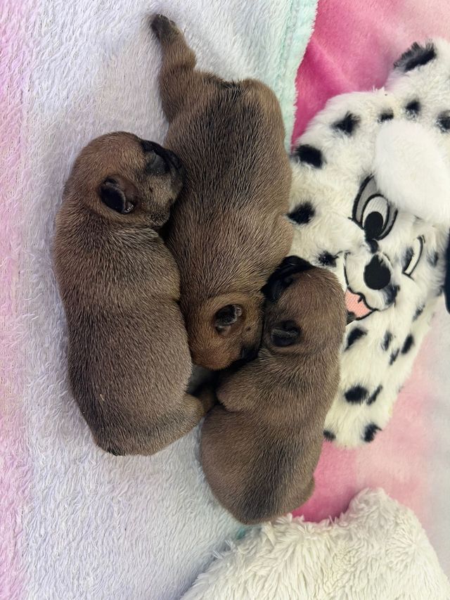 Boxerzucht und Französische Bulldoggenzucht vom Hause Globi 