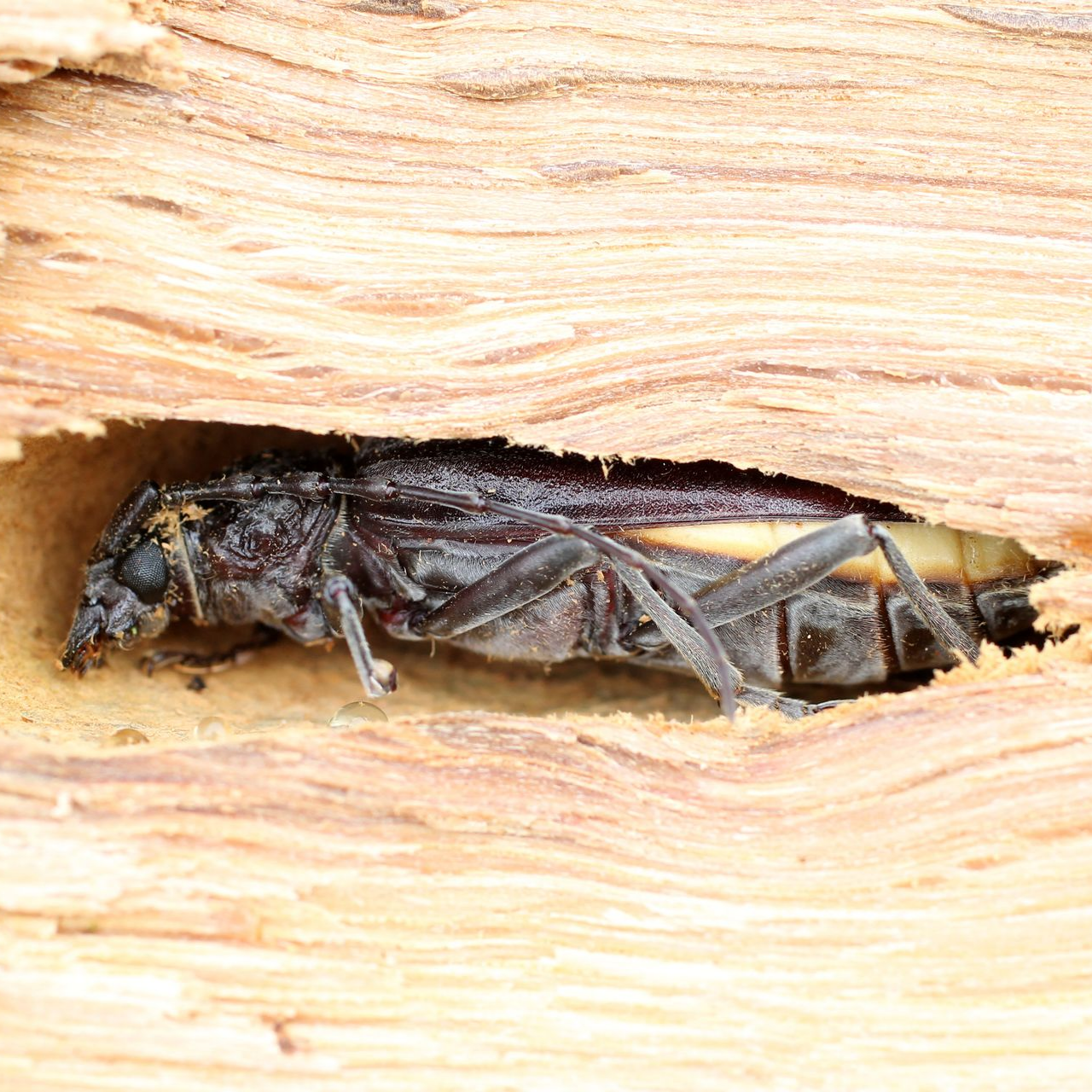 Coléoptère creusant dans le bois, corps foncé, bande jaune, fond bois clair.