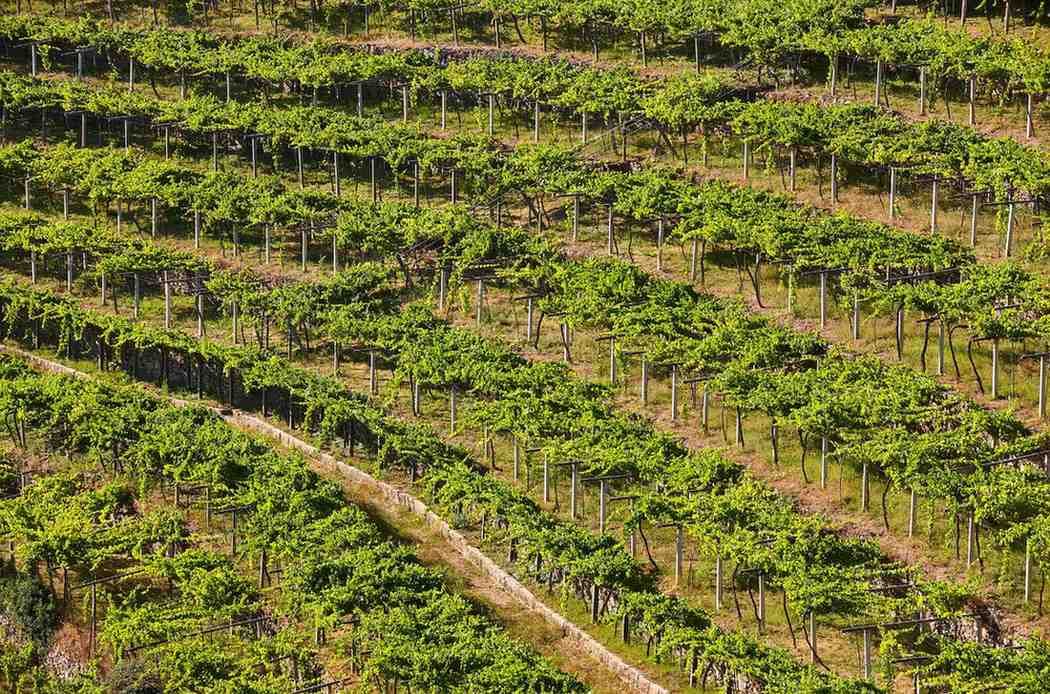 Vista aérea de una plantación de papayas de un verde intenso, dispuestas en hileras ordenadas y paralelas.
