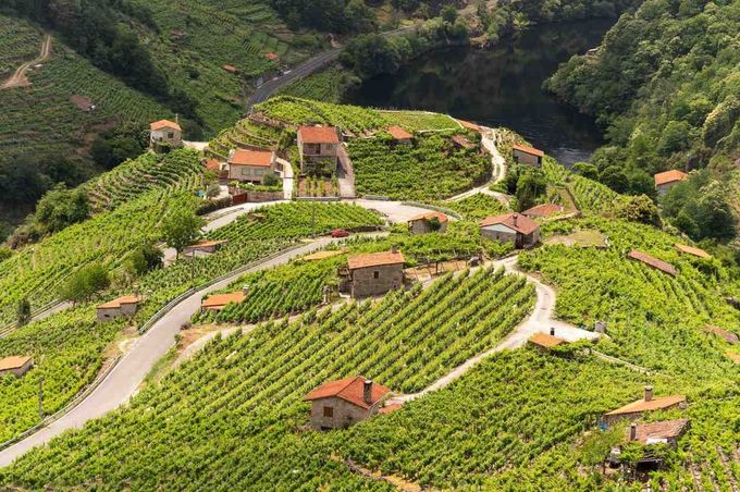 Pequeñas casas de piedra con tejados naranjas, enclavadas entre vibrantes viñedos en terrazas, en una ladera inclinada.