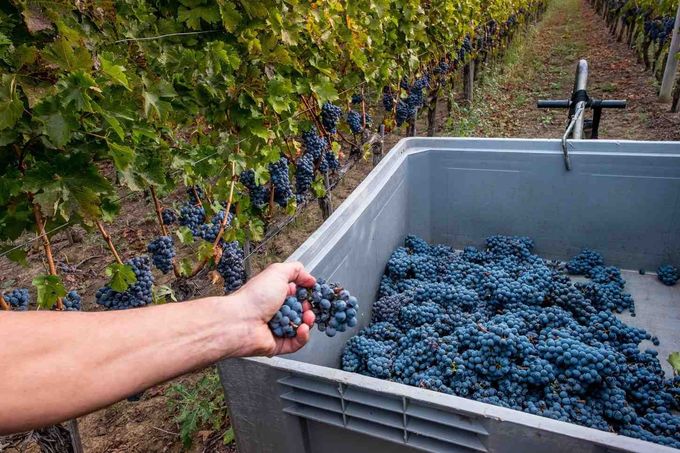 Una mano coloca un racimo de uvas moradas oscuras recién cosechadas en un gran contenedor de plástico en un viñedo.