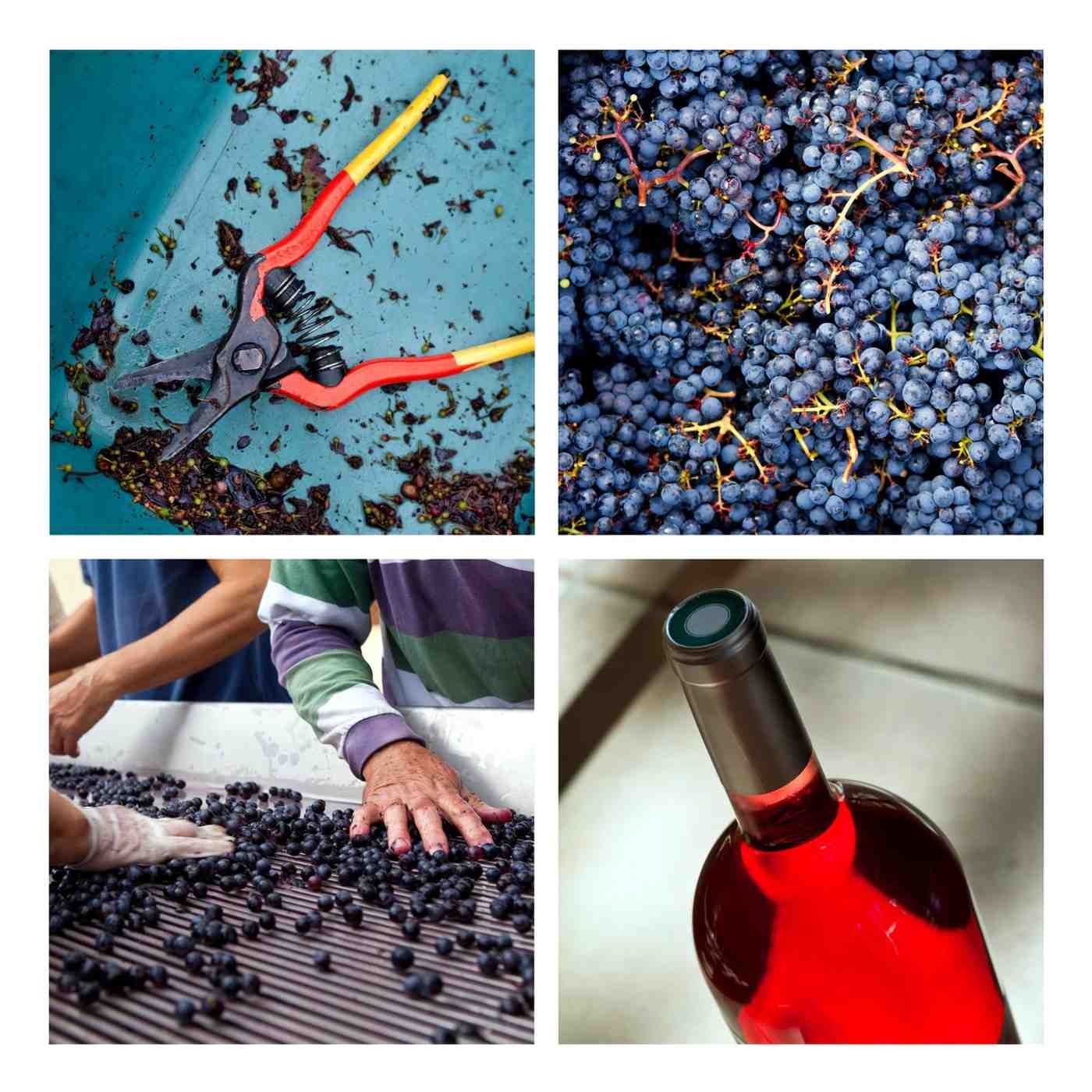 Un collage de cuatro paneles que muestra tijeras de podar, uvas moradas cosechadas, personas clasificando uvas.