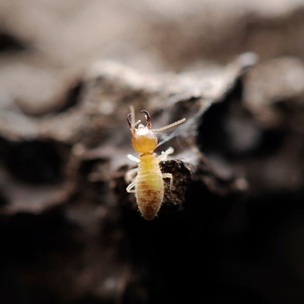 Trabajador de control de plagas con traje protector rociando el piso de una cocina, con insectos marrones cerca.