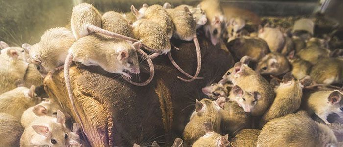 Un grupo de ratones están sentados encima de un trozo de pan.