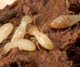 Un grupo de termitas está sentado encima de un trozo de madera.