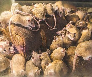 Un grupo de ratones están sentados encima de una pila de pan.