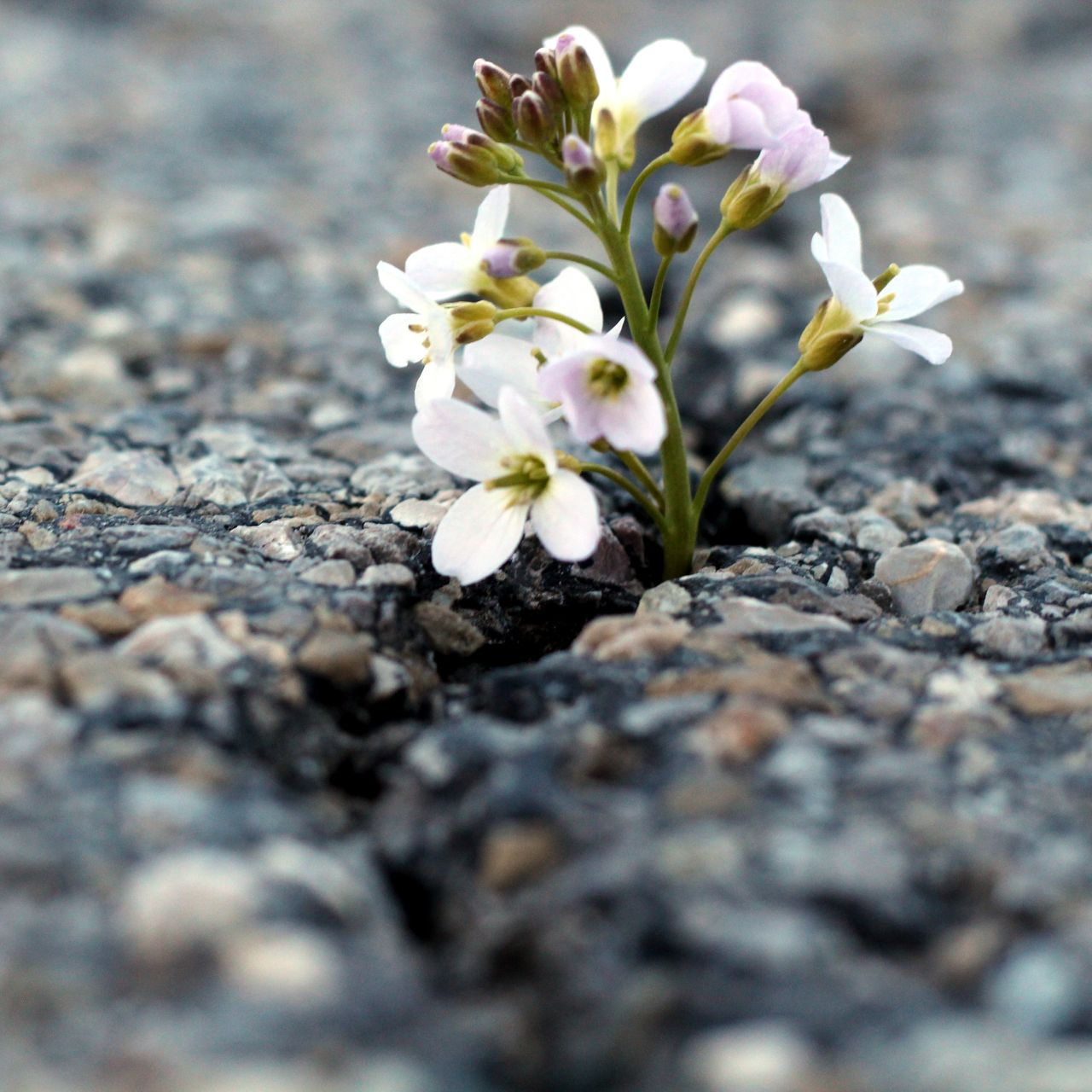 Petite fleur sauvage blanche qui s'épanouit à travers les fissures du pavé rugueux.