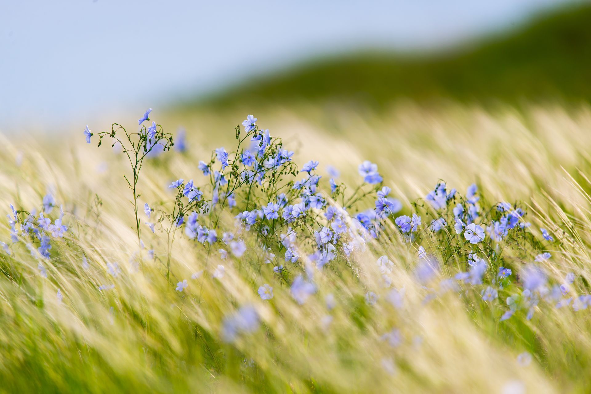 Des fleurs sauvages aux petites fleurs bleues se balancent dans un champ sauvage.