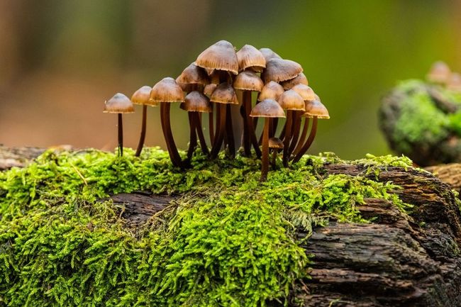 Groupe de petits champignons bruns poussant sur une bûche moussue en forêt.