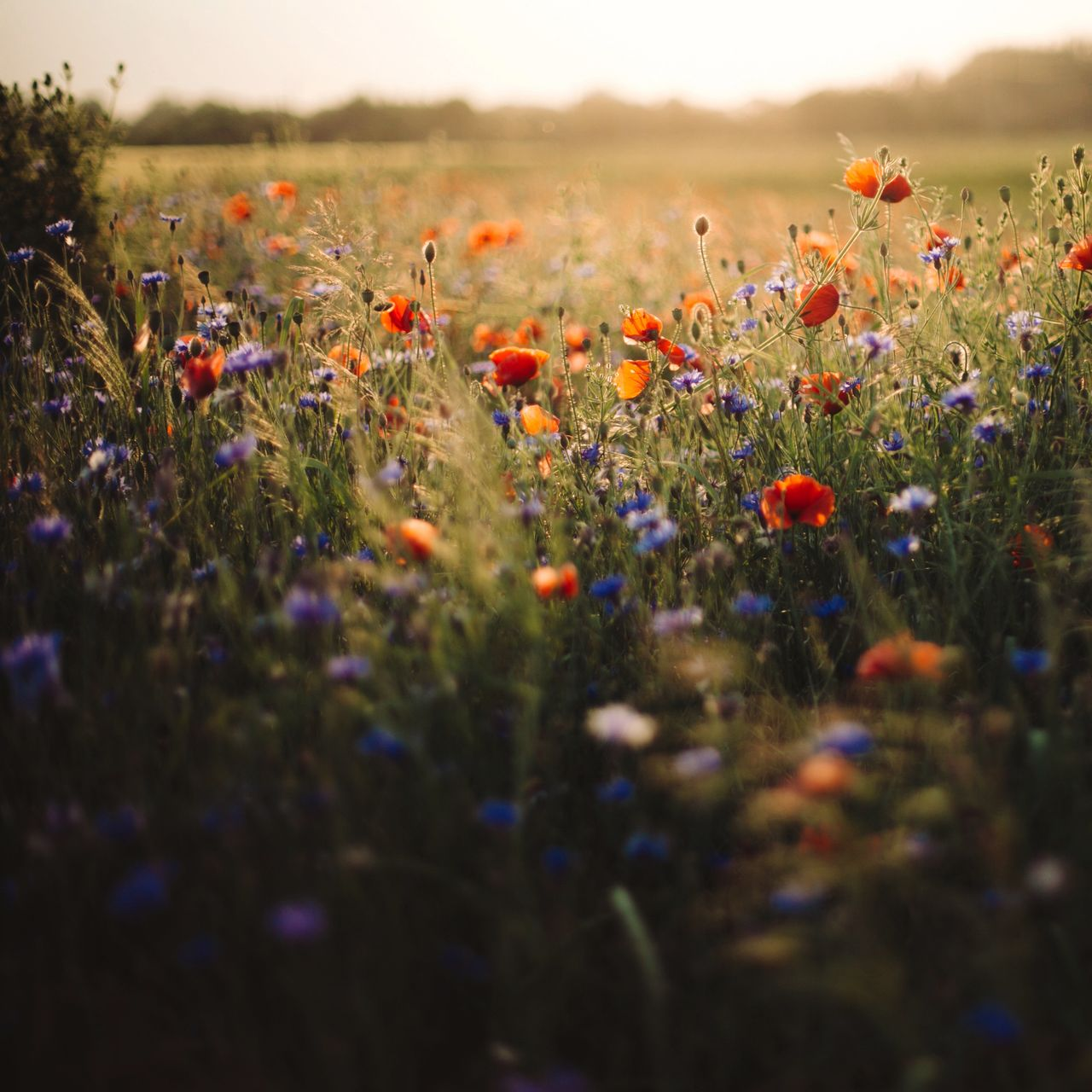 Prairie de fleurs sauvage et de coquelicots.